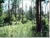 2.90 Acres Oregon Land